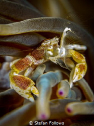 You gotta' Frond in me

Anemone Porcelain Crab - Neopet... by Stefan Follows 